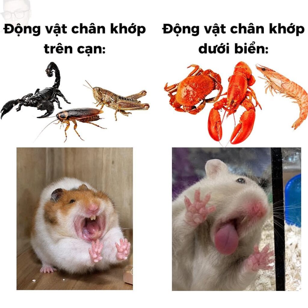 Lẩu bò Bà Triệu Nha Trang
